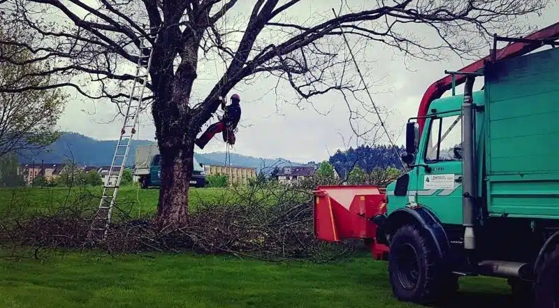 wurzelentfernung im hof