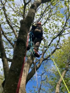 baumarbeiten lehmann baum und garten