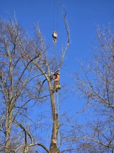 baumarbeiten lehmann baum und garten