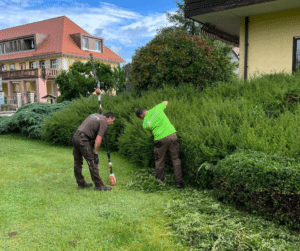 heckenschnitt gartenpflege lehmann baum und garten