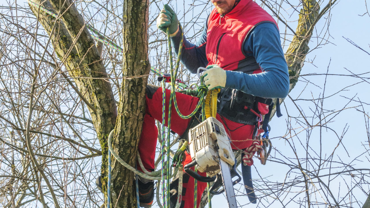 Stellenangebote Lehmann Baum und Garten